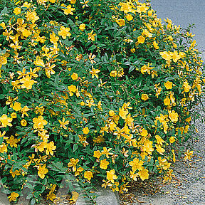 Hypericum calycinum