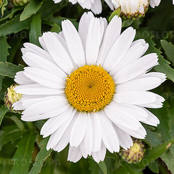 Sweet Daisy™ Cutie