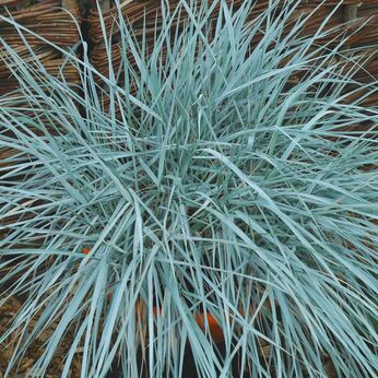 Elymus magellanicus