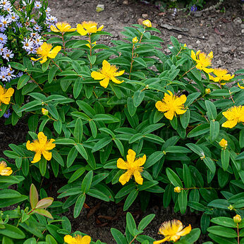 Hypericum calycinum