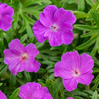 Geranium sanguineum