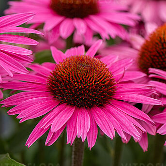 Pearl Dark Pink