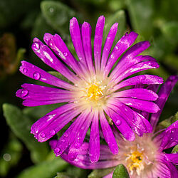 Delosperma lavesii