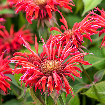 Cambridge Scarlet