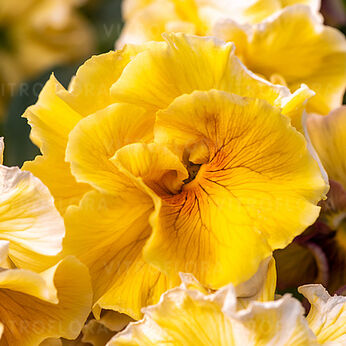 Ruffles Amber Glow