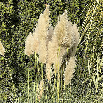 Cortaderia selloana
