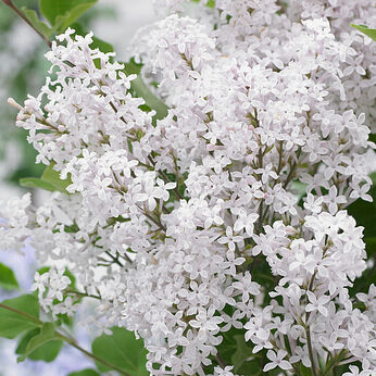 Flowerfesta White
