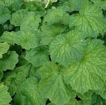 Heuchera vilosa v.macrorrhiza