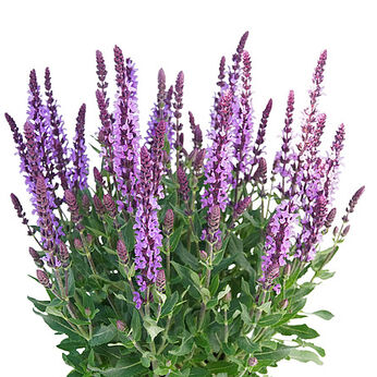 Salute Lavender