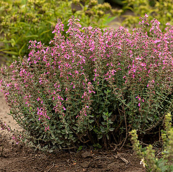 Teucrium lucidrys