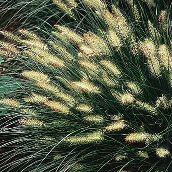 Pennisetum alopecuriodes