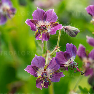 Geranium phaeum