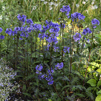 Bressingham Purple