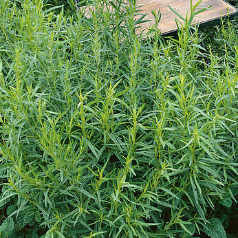 French Tarragon