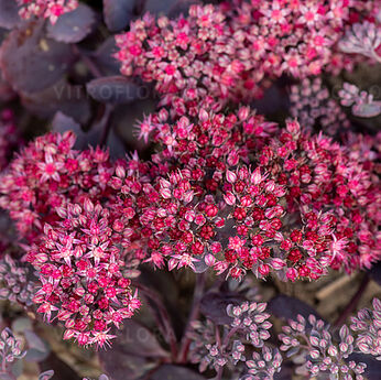 Red Sparkle