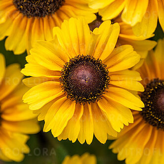 Littlebeckia™ Moonwalk