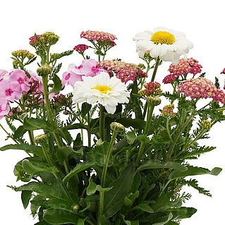 BlooMix Pollinators Pot