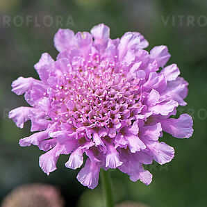 Flutter™ Rose Pink