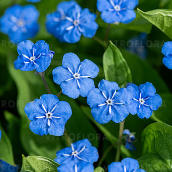 Omphalodes verna