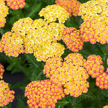 Skysail Yellow