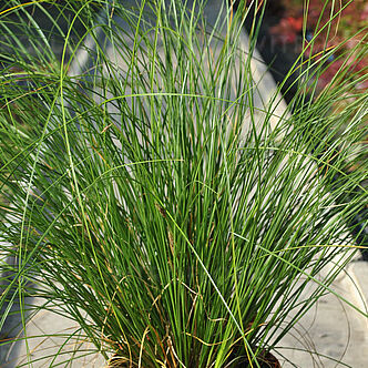 Phoenix Green