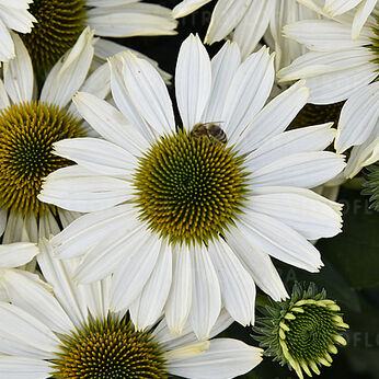 Sunmagic Vintage Pearl White