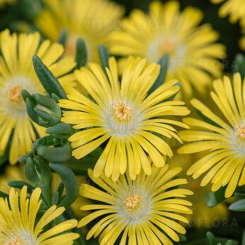 Solstice Yellow