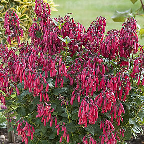 Candy Drops Red