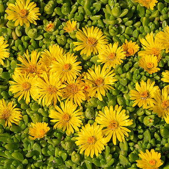 Delosperma nubigenum