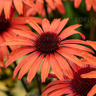 SunMagic Vintage Orange