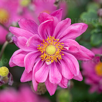 Garden Breeze Rosy Red