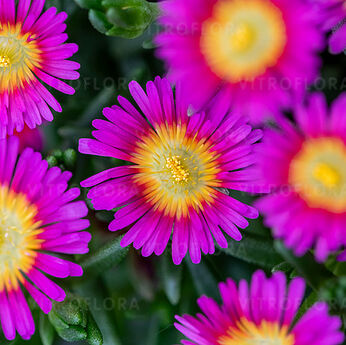 Solstice Purple Bicolour