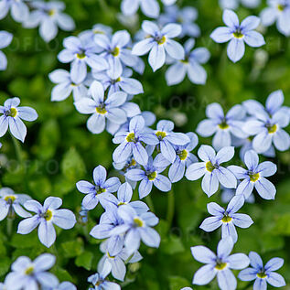 Isotoma fluviatilis