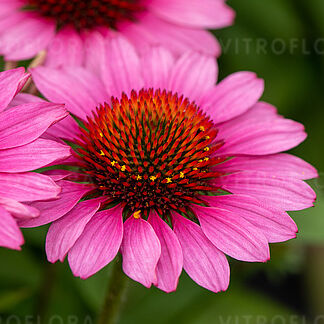 SunMagic Vintage Pink