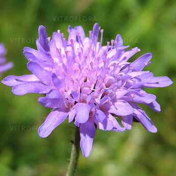 Knautia arvensis