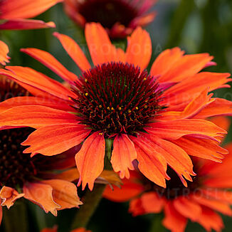 Pearl Orange