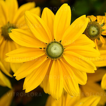 Sunbeckia® Ophelia