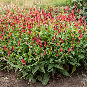 Ample Vibrant Red