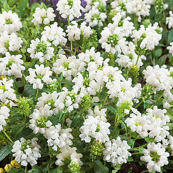 Prunella grandiflora