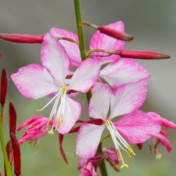 Rosy Jane