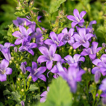 Campanula portenschlagiana