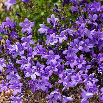 Campanula portenschlagiana