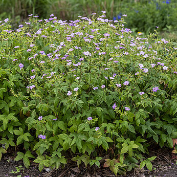 Geranium nodosum