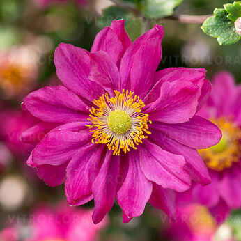 Garden Breeze Rosy Red