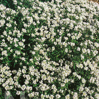 Pycnanthemum flexuosum