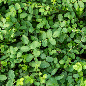 Acaena microphylla