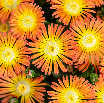 Solstice Orange