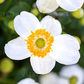 Anemone Little Breeze White