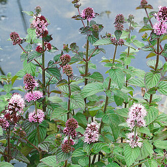 Mentha aquatica