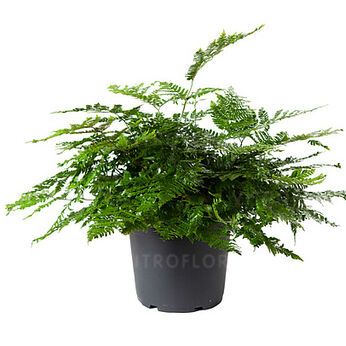 Dryopteris formosana
